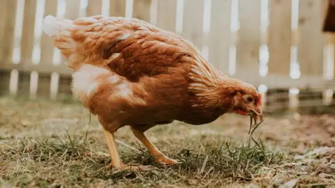 Getty Images Feathery red chicken grazing on grass