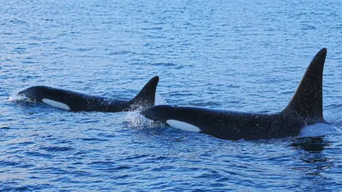 Orcas