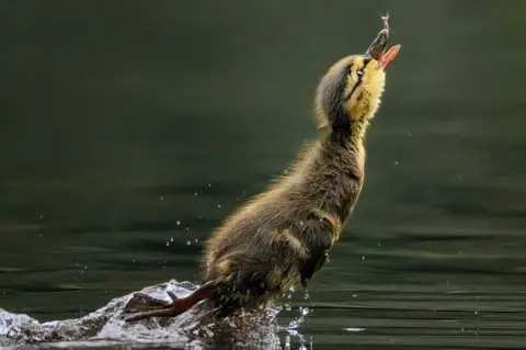 Sandy Gilmour Duckling