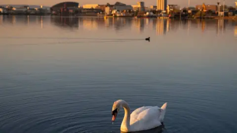 Getty Images Swan on Cardiff Bay waters