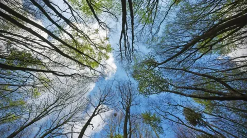 JEFF OVERS Tree canopy