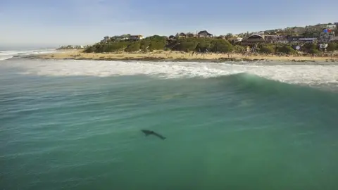 World Surf League Aerial view of the shark