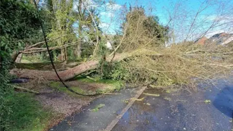 Essex Police oak tree across road