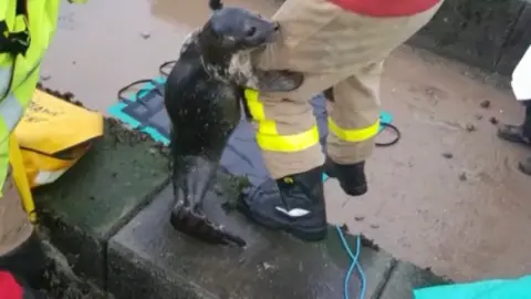 Lancashire Fire and Rescue Service The seal pup