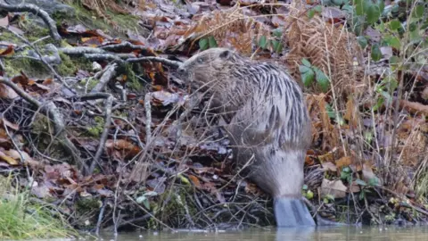 Nick Upton/Ewhurst Beaver at Ewhurst