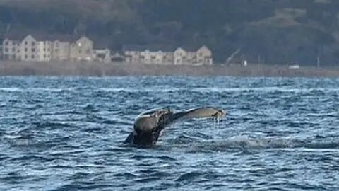 Humpback whale