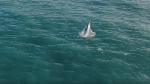 Dan Abbott Humpback whale in Cornwall