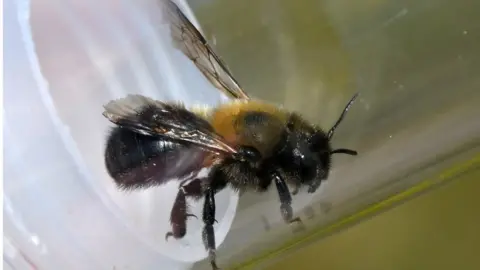 Virgin Queen Bees - Wildflower Meadows