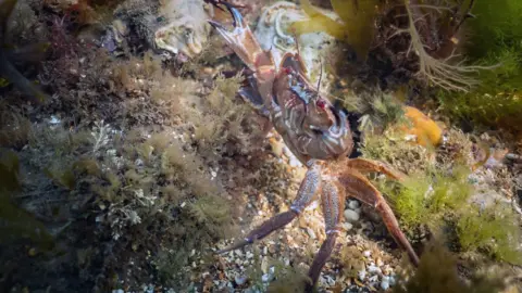 Chris Taylor Photo Crab underwater