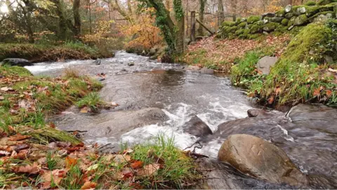 Baileys Afon Ysgethin running through woodland