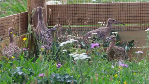 Natural England Curlews