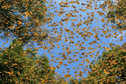 Jaime Rojo for National Geographic Butterflies stream through protected indigenous fir forests, Michoacán, Mexico, 24 February 2023