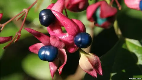 RHS/Mike Sleigh Clerodendrum trichotomum
