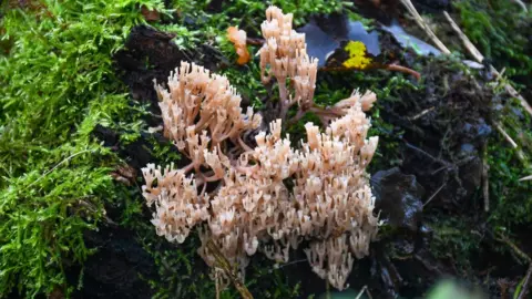 Tim Horton, Kent Wildlife Trust Rare fungus