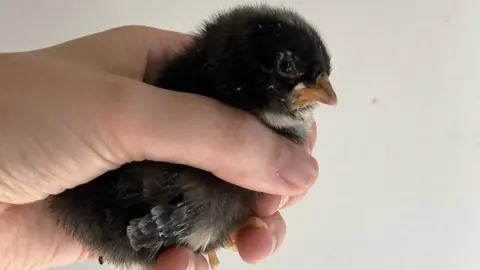 Sara Tasker Baby rooster