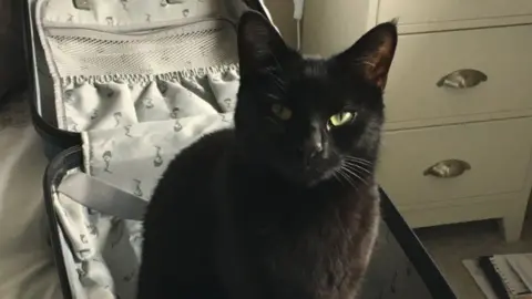 Richard Brewis Olive the cat