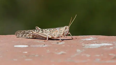 Getty Images India locust