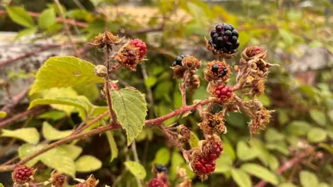 Emily Beament Ewhurst Park blackberries