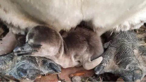 Curraghs Wildlife Park Penguin chick