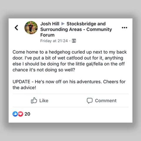 FACEBOOK 'Come home to a hedgehog curled up next to my back door. I've put a bit of wet catfood out for it, anything else I should be doing for the little gal/fella on the off chance it's not doing so well?'