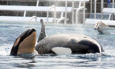 Can orcas ever be healthy in captivity? - BBC News