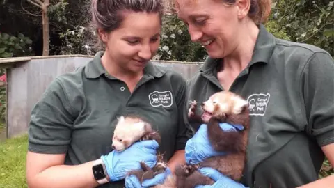 CURRAGHS WILDLIFE PARK Park keepers holding red panda cubs