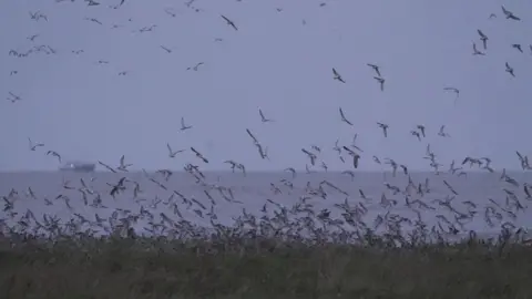 Shaun Whitmore/BBC Birds at the RSPB in Snettisham, Norfolk