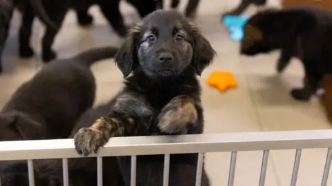 PA Media One of the puppies