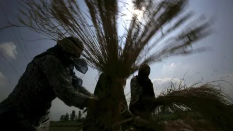 Getty Images Farmers thresh paddy, separating grain from chaff, during the harvest season on October 2, 2019 on the outskirts of Srinagar, India.