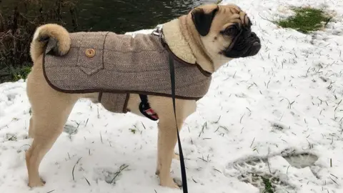 @mrbarneypugx Barney the pug cross has donned a very smart tweed jacket for his jaunt in the snow
