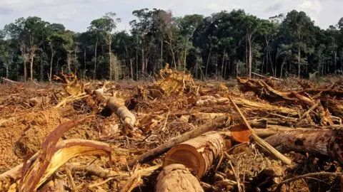 Getty Images Deforestation of the jungle in the Amazon