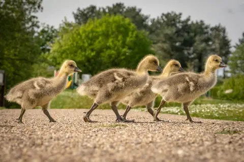 Richard Hughes A group of chicks cross a road