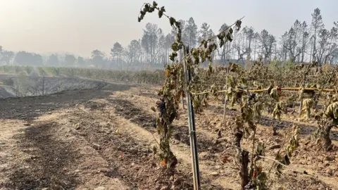 Stephen and Jeany Cronk Burnt vines