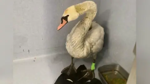 CLEETHORPES WILDLIFE RESCUE Image of a swan recovering in a wildlife centre