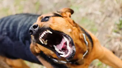 Getty Images/YuriyGreen Attacking dog