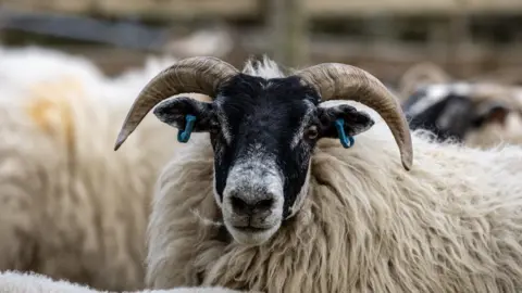 GSAB Blackfaced sheep