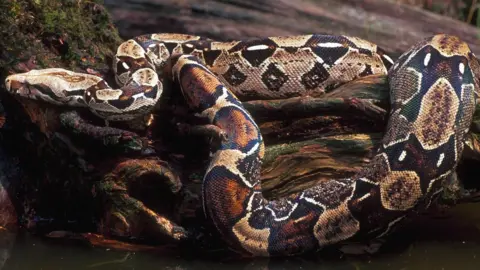 Getty Images Boa constrictors