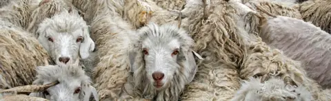 Getty Images Angora goats