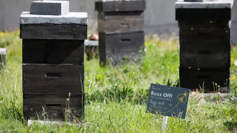 Andrew Cowan/Scottish Parliament Bee hives at Scottish Parliament