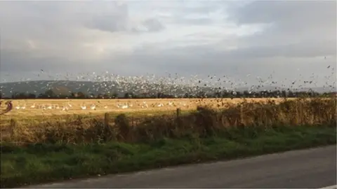Daniel Moloney - BirdWatch Ireland swans in field