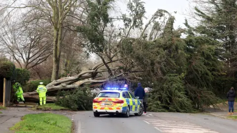 Eddie Mitchell Tree down on the A24