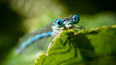 Harry Berks  White-legged damselfly