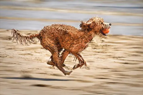 Peter Lawrance A dog runs very fast with a ball in its mouth