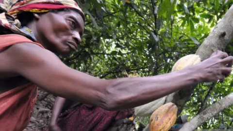 ISSOUF SANOGO/AFP/Getty Images Female cocoa worker in the Ivory Coast