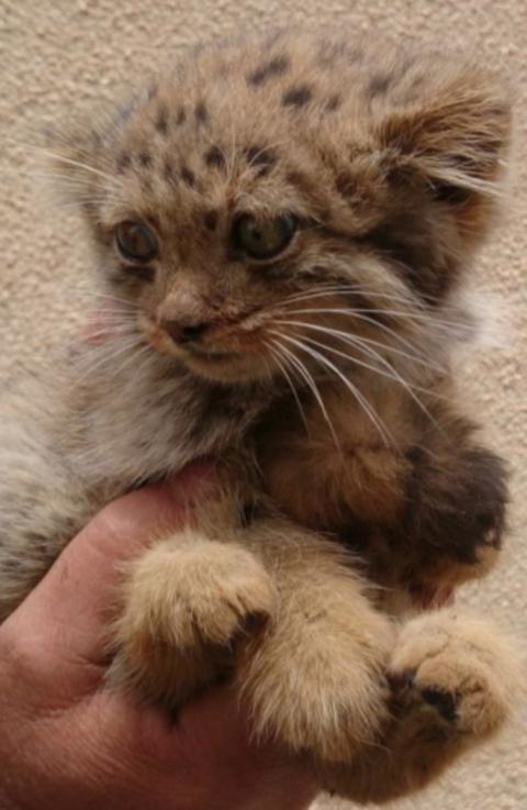 Scots and Iranians in effort to uncover rare cats' secrets - BBC News