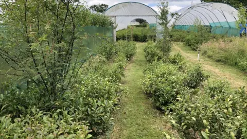 Tea plants and polytunnels