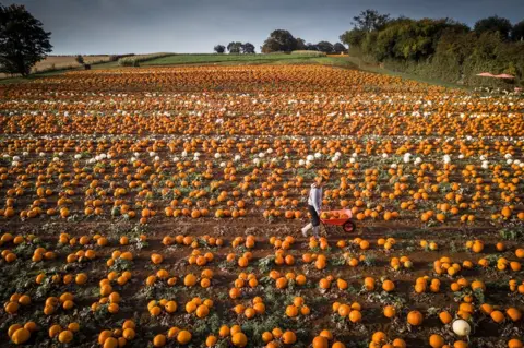 SWNS A customer is seen in a pumpkin patch run by Maxyes Farm Shop, Kirklington, Nottinghamshire