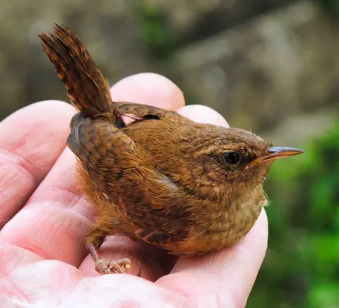 John Leah A wren on someone's hand