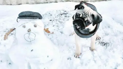 @PugKeith Pug next to a snow dog that resembles him