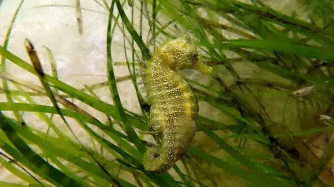 Paul Lott/Seahorse Trust Spiny seahorse